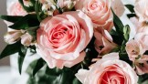 Schenk mal wieder Blumen | Warum das aber manchmal gar keine gute Idee sein kann